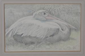 ANDREWS Lilian 1878,Pelican Resting,1960,Tooveys Auction GB 2020-10-28