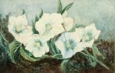 ANGELL COLEMAN Helen Cordelia 1847-1884,White Flowers on a Mossy Bank,Mealy's IE 2009-09-29