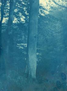 ANONYMOUS,Étude de tronc d'arbre,1900,Pierre Bergé & Associés FR 2018-03-14