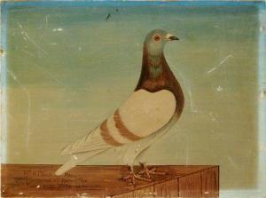 ANONYMOUS,A prize pigeon,1909,Fieldings Auctioneers Limited GB 2017-03-25