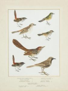ANONYMOUS,Bird Studies,Mossgreen AU 2016-02-21