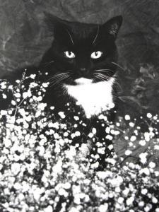 ANONYMOUS,Black & White Photograph of a Cat,1998,Litchfield US 2008-04-04