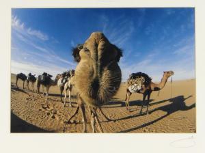 ANONYMOUS,Camels,Burstow and Hewett GB 2014-11-19