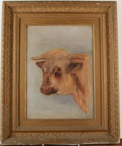 ANONYMOUS,cow portrait,David Lay GB 2019-03-21