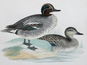 ANONYMOUS,Ducks and other birds,Canterbury Auction GB 2014-08-05