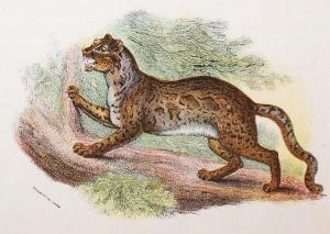 ANONYMOUS,Exotic Feline after Wyman & Sons Ltd,Mealy's IE 2014-12-09