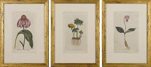ANONYMOUS,Five hand colored botanical,Pook & Pook US 2014-09-10