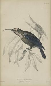 ANONYMOUS,GROUP OF THREE HAND COLORED ORNITHOLOGICAL PRINTS,Jackson's US 2009-03-09