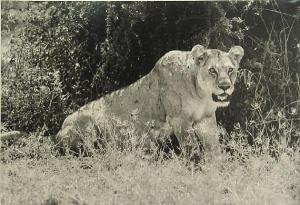 ANONYMOUS,Lioness,Bonhams GB 2009-03-15