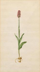 ANONYMOUS,Lobelia,c.1800,Galerie Koller CH 2017-03-31