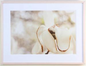 ANONYMOUS,orchid, Observance,2010,Kaminski & Co. US 2019-06-30