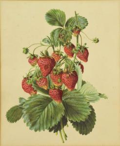 ANONYMOUS,Strawberries,Dargate Auction Gallery US 2019-01-26