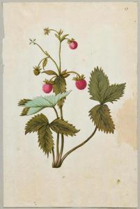 ANONYMOUS,Strawberry plant with flowers and fruits,Galerie Koller CH 2016-09-23