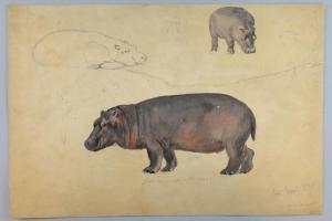 ANONYMOUS,study of a hippopotamus,1878,Ewbank Auctions GB 2017-11-30