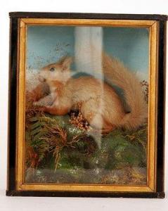ANONYMOUS,study of a red squirrel set to a naturalistic bas,Fieldings Auctioneers Limited 2009-02-21