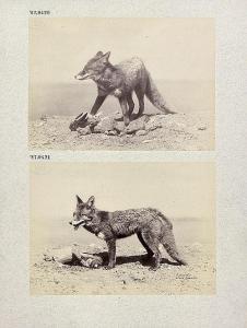 ANSCHUT Ottomar 1846-1907,A fox,1886,Galerie Bassenge DE 2015-12-02