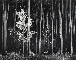 Ansel Adams 1902-1984,ASPENS, NORTHERN NEW MEXICO,Sotheby's GB 2015-04-01