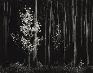 Ansel Adams 1902-1984,ASPENS, NORTHERN NEW MEXICO,Sotheby's GB 2017-04-05