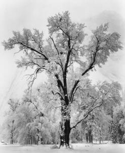 Ansel Adams 1902-1984,Oaktree,1948,Daniel Cooney Fine Art US 2009-07-23