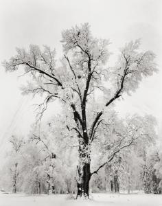 Ansel Adams,OAKTREE, SNOWSTORM. YOSEMITE NATIONAL PARK, CALIFO,1948,Villa Grisebach 2013-05-29