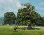 anthony a.c,Staghorn Oak in Chatsworth Deer Park,2000,Peter Wilson GB 2011-07-05