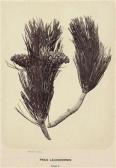 ANTOINE Franz 1864-1935,Pinus Leucodermis,1875,Palais Dorotheum AT 2012-05-03