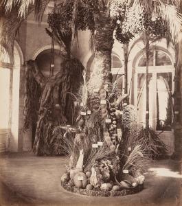 ANTOINE Franz,Winter garden of the k. k. Hofburggarten in Vienna,1875,Palais Dorotheum 2021-11-03