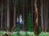 ARBUCKLE George Franklin 1909-2001,Western Hemlock,Heffel CA 2023-11-30