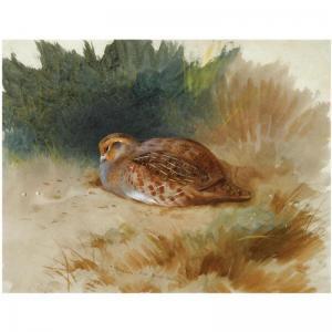 ARCHIBALD W. 1800-1900,A YOUNG PARTRIDGE,1900,Sotheby's GB 2008-08-26