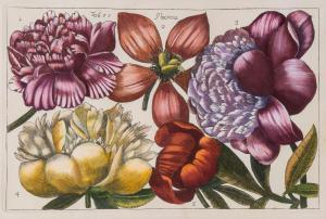 ARENA FILIPPO 1708-1789,Botanical,1767,Dreweatts GB 2015-12-10
