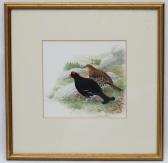 ARLOTT Norman 1947,A brace of Black Grouse Scottish Game Birds,Dickins GB 2018-11-16