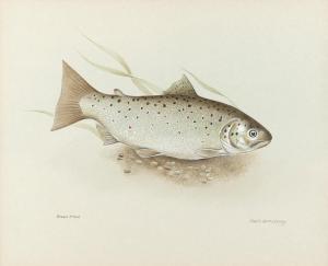 ARMSTRONG Robin 1947,Brown trout,Woolley & Wallis GB 2021-12-07