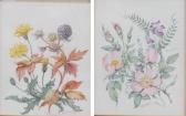 ARNOLD Patience 1901-1992,Botanical and fruit studies,Wright Marshall GB 2016-01-21