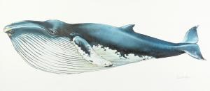 ARNOLD PETER 1956,Save the Humpback Whale,John Nicholson GB 2020-11-04