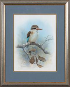 ARNOTT Graeme 1941,Brown Hooded Kingfisher,Ashbey's ZA 2023-02-24