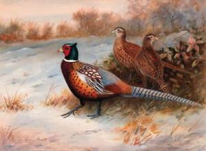 ARNOTT Graeme 1941,Cock and hen pheasants in a Winter landscape,Christie's GB 1999-11-26