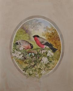 ASHLEY PHILIP,Bullfinches by a Nest,John Nicholson GB 2019-10-30