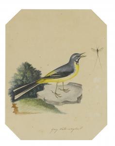 ATKINSON Christopher 1754-1795,A GREY WATER WAGTAIL; A REDSTART,Sotheby's GB 2014-10-28