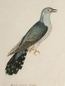 ATKINSON Christopher 1754-1795,Cuculus canorus, cuckoo,Bonhams GB 2004-09-14