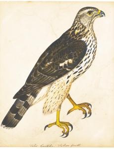 ATKINSON Christopher 1754-1795,PORTRAIT OF A FALCON GENTLE,Sotheby's GB 2013-07-03