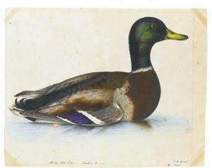 ATKINSON Christopher,PORTRAIT OF A MALLARD; TOGETHER WITH A PORTRAIT OF,Sotheby's 2013-07-03