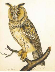 ATKINSON Christopher 1754-1795,PORTRAITS  OF  OWLS,1795,Sotheby's GB 2013-07-03