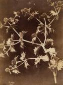 AUBRY Charles Hippolyte 1811-1877,Thistles,Dreweatts GB 2015-03-05