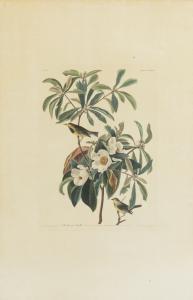 Audubon John James 1785-1851,A GROUP OF THREE SMALL BIRDS,Sotheby's GB 2014-01-24