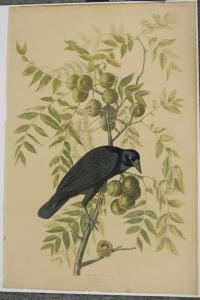 Audubon John James 1785-1851,American Crow,1860,Brunk Auctions US 2017-05-25