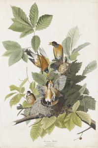 Audubon John James 1785-1851,AMERICAN ROBIN,1832,Sotheby's GB 2019-01-17