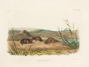 Audubon John James 1785-1851,Arvicola Borealis, Rich. NorthernMeadow-Mouse,1848,Bloomsbury New York 2009-01-26