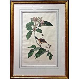 Audubon John James 1785-1851,BACHMANS FINCH,1819,Waddington's CA 2015-07-06