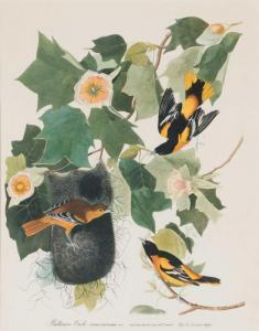 Audubon John James 1785-1851,Baltimore Oriole (Icterus Baltimore) colour,Mossgreen AU 2017-10-22
