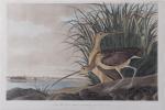 Audubon John James 1785-1851,BILL CURLEW,1834,Charlton Hall US 2018-10-18
